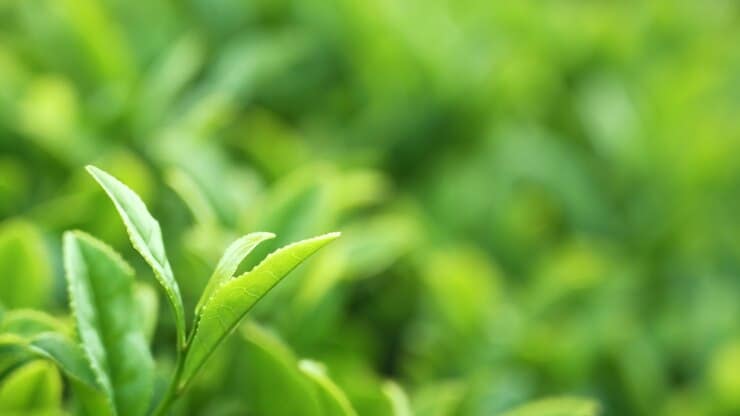 Tea Leaves Background - Best Tea is from Tea