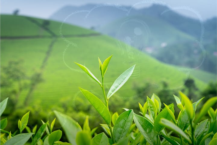 tea art Nilgiri estate plucking